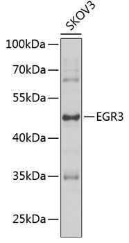 EGR3 antibody