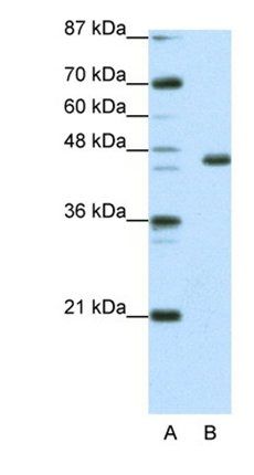EGR4 antibody