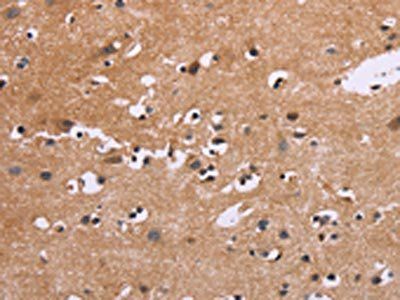EGR4 Antibody