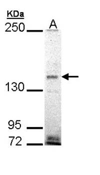 EHBP1 antibody
