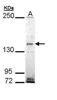 EHBP1 antibody