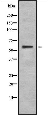 EHD1 antibody