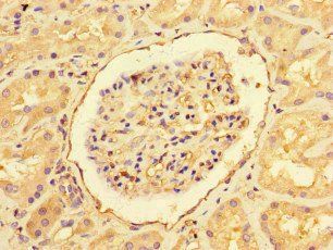EHD3 Antibody