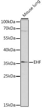 EHF antibody