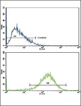 EHHADH antibody