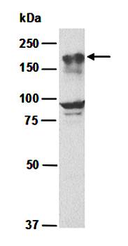 EHMT1 (C) Antibody, Rabbit Polyclonal