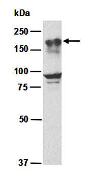 EHMT1 antibody