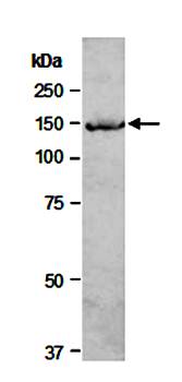 EHMT2 (M) Antibody, Rabbit Polyclonal