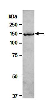 EHMT2 antibody