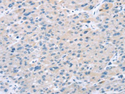 EI24 Antibody
