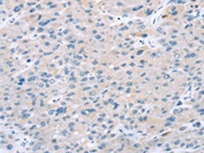 EI24 antibody