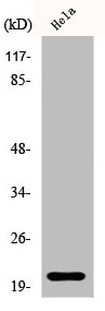 EID1 Antibody