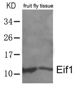 EIF1 antibody