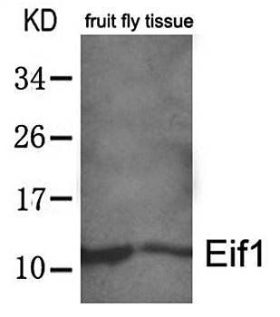 Eif1 Antibody