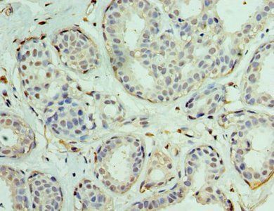 EIF1AX Antibody