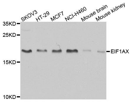 EIF1AX antibody