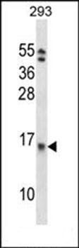 EIF1B antibody