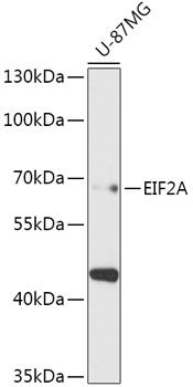 EIF2A antibody