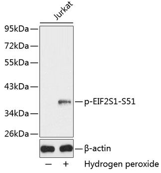 eIF2 (Phospho-S51) antibody