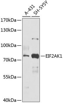 EIF2AK1 antibody