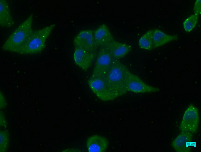 EIF2AK2 Antibody