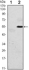 EIF2AK3 Antibody