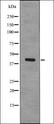 eIF2B (Phospho-Ser2) antibody