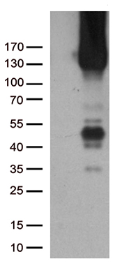 EIF2B3 Antibody