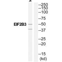 EIF2B3 antibody