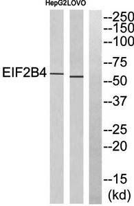 EIF2B4 antibody