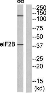 eIF2B antibody