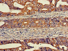 EIF2S1 Antibody