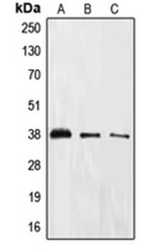 EIF2S1 (phospho-S51) antibody
