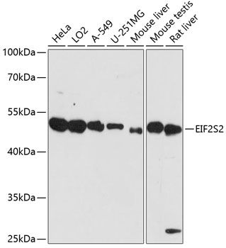 EIF2S2 antibody