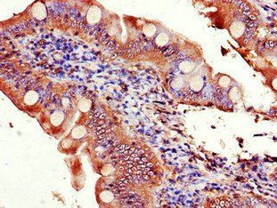 EIF3C Antibody