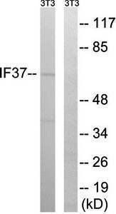 EIF3D Antibody