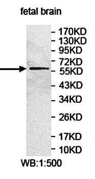 EIF3D antibody