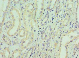 EIF3E Antibody