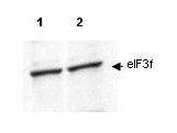 EIF3F antibody