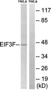 EIF3F antibody