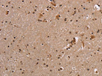 EIF3H Antibody
