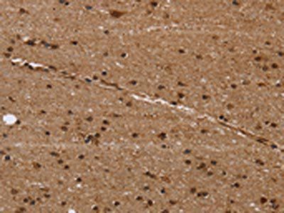 EIF3H Antibody