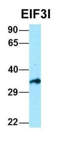 EIF3I antibody