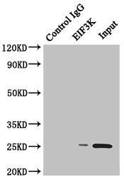 EIF3K antibody