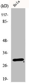 EIF3K antibody