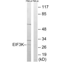 EIF3K antibody