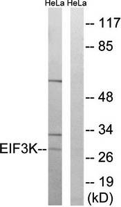 EIF3K Antibody