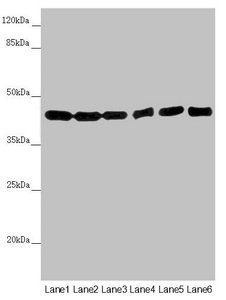 EIF3M antibody