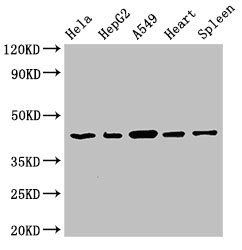EIF3M Antibody