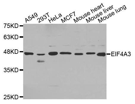EIF4A3 antibody